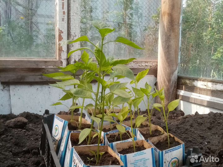 Рассада помидор и перцев