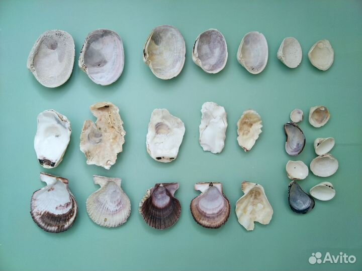 Раковины устриц Ракушки Гребешки Раковины морские