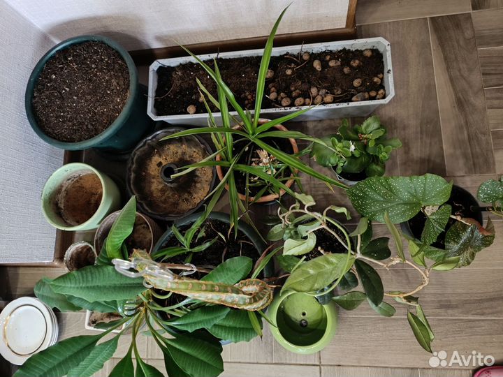 Цветы и горшки