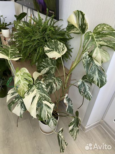 Монстера вариегатная Альба