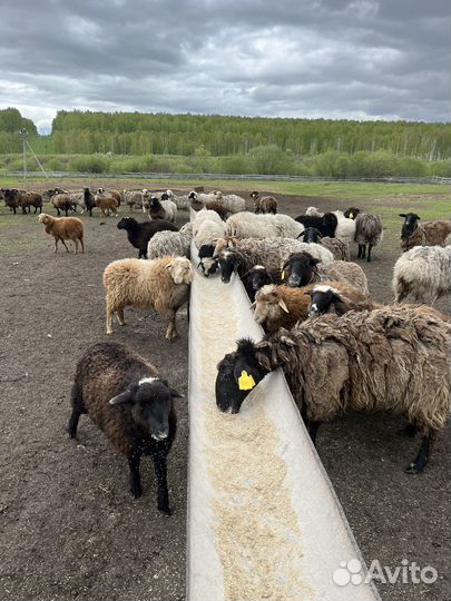 Овцы, бараны