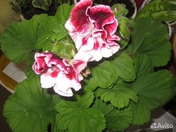 Пеларгония герань