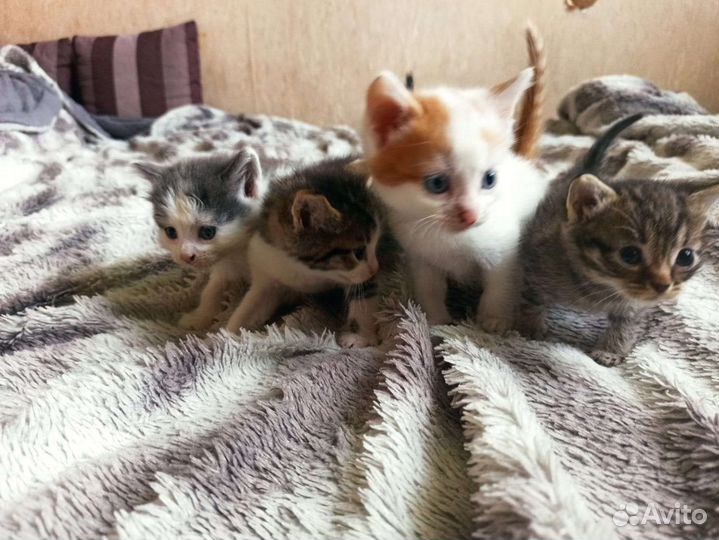 Котята в добрые руки