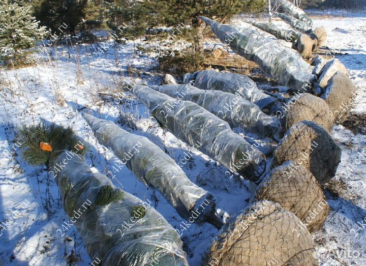 Дерево кедра