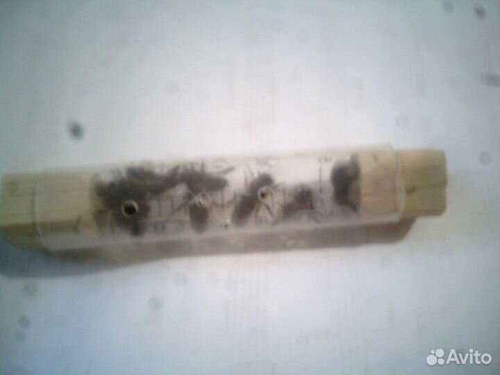 Живые пчёлы, для апитерапии, пчелоужаливаний