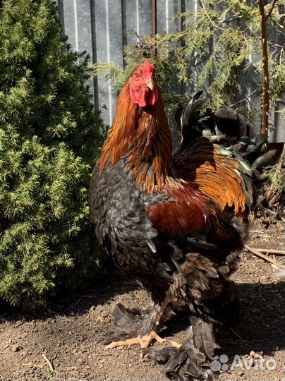 Петухи породистые