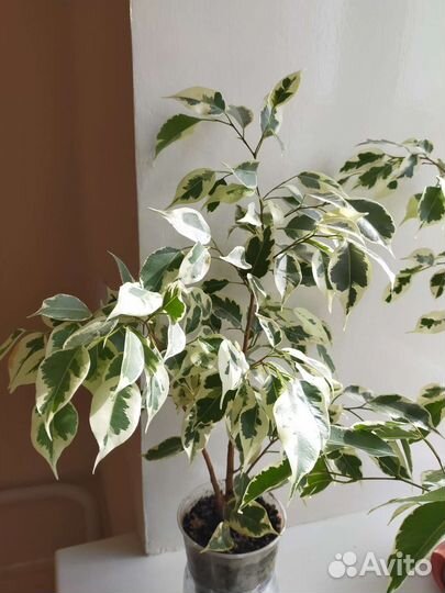 Фикус бенджамина белый
