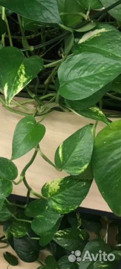 Эпипремнум