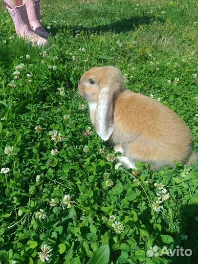 Кролик Французский баран