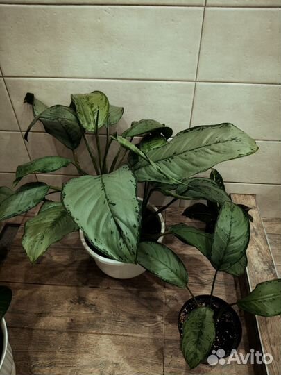 Аглаонема Фридман