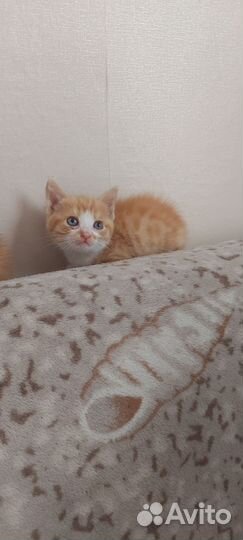 Котик мальчик 3 месяца