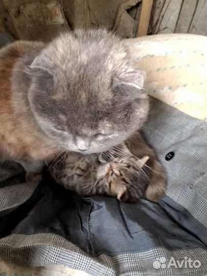 Кошка в дар