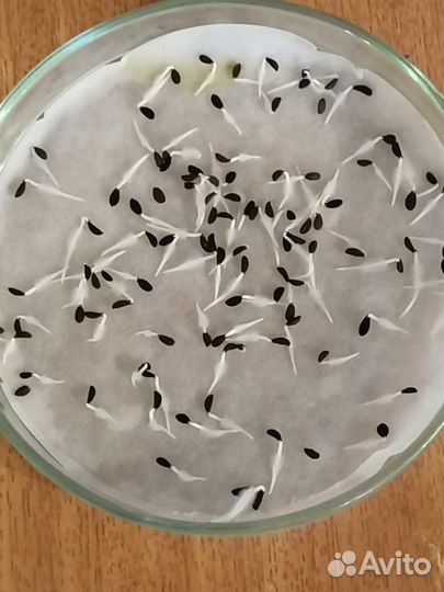 Семена Фацелии