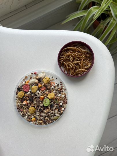 Корм для крыс