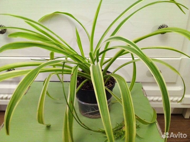 Хлорофитум Лаксум