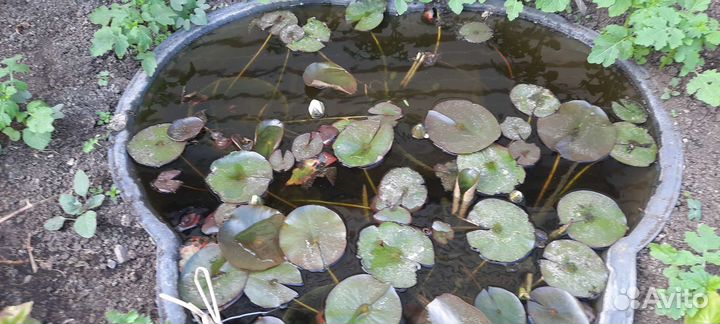 Цветы Нимфея