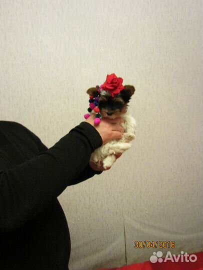 Бивер терьер мини