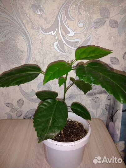 Гибискус Шизопеталус