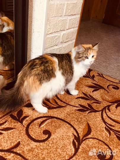 Кошки бесплатно