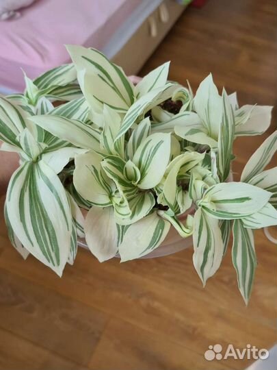 Нанук традесканция