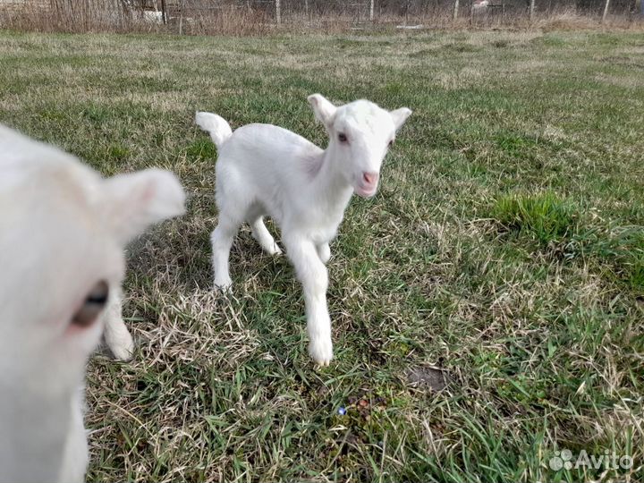 Козочки ламанча