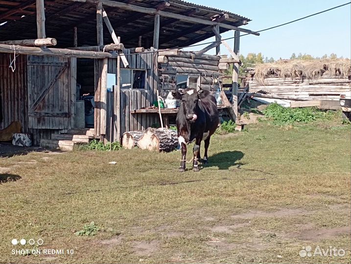 Продажа крс
