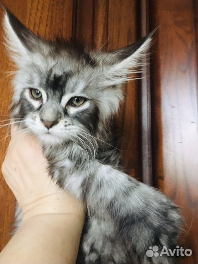 Полидакты и классики мейн кун