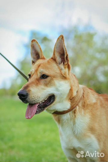 Собака в добрые руки отдам бесплатно