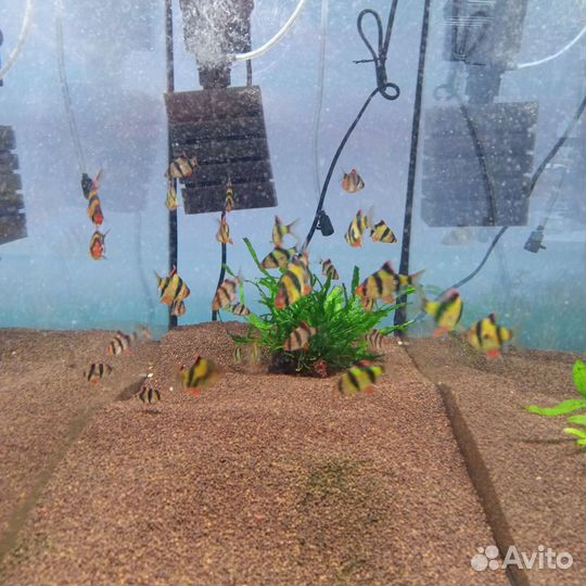 Аквариумные рыбки