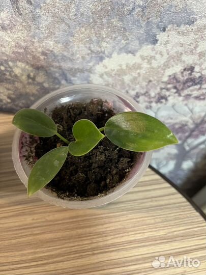 Пеперомия арбузная и филодендрон биркин