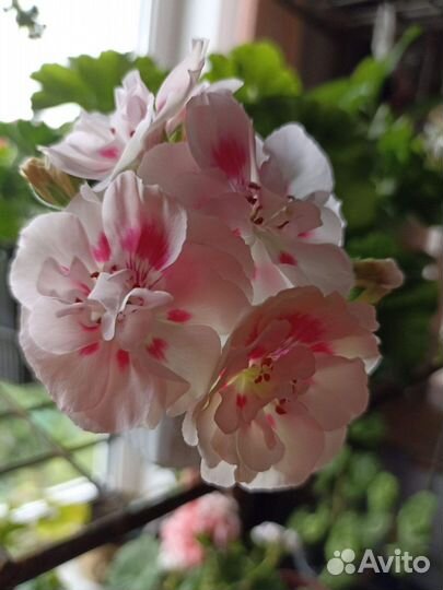 Пеларгония герань сортовая