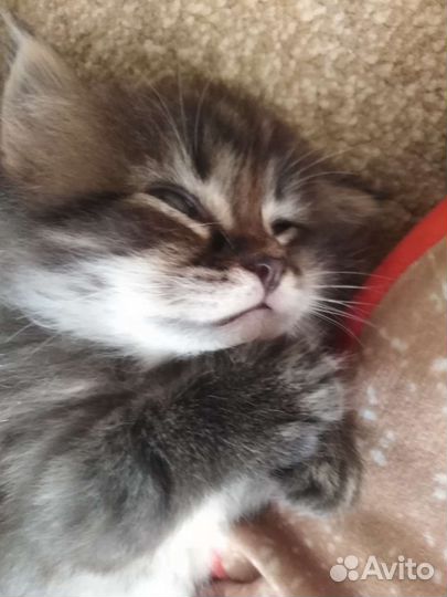 Пушистый комочек счастья Я уже сам кушаю