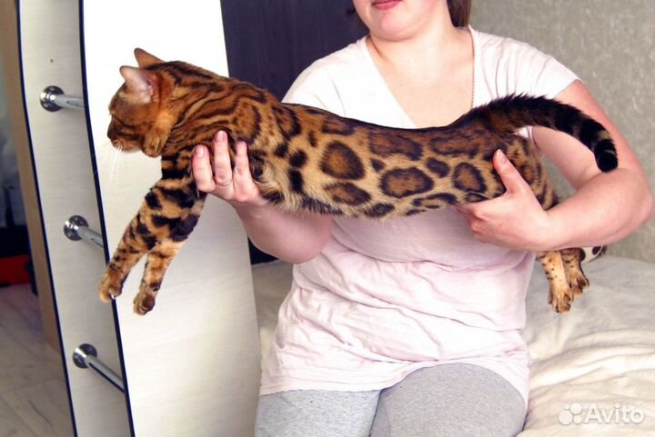 Котята бенгалы