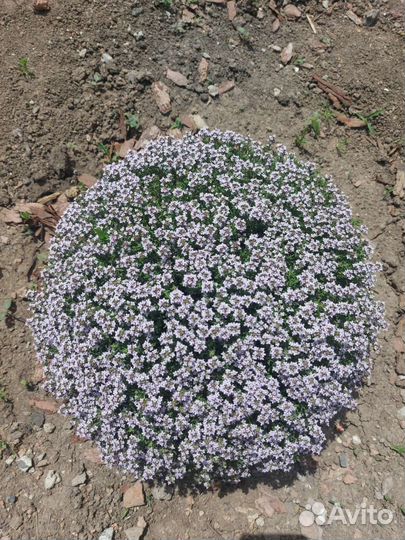 Тимьян шаровидный, почвопокровный,лимонный зкс