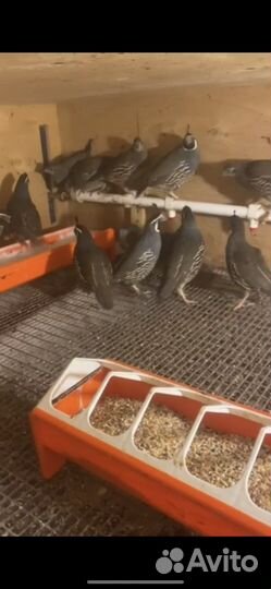 Калифорнийский перепел