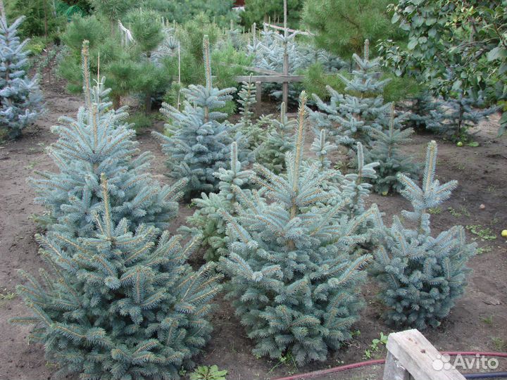 Ель голубая. разновозрастная