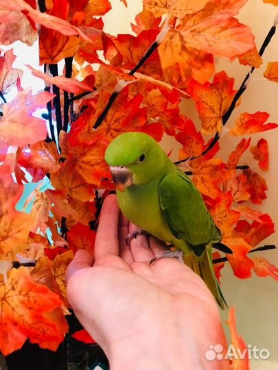 Ожереловый попугай от говорящих родителей