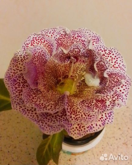 Глоксинии,Эписции