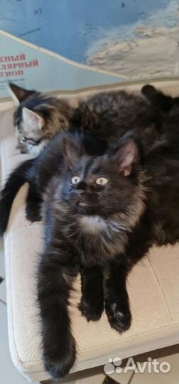 Отдаю котят в очень добрые руки