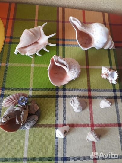 Набор ракушек для аквариума