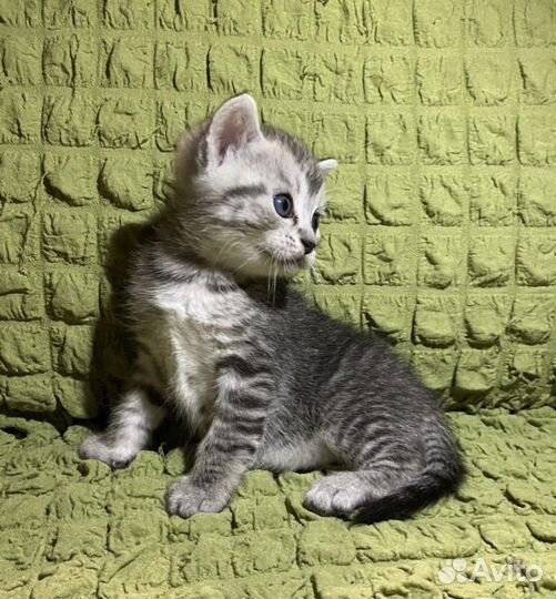 Скоттиш страйт котята
