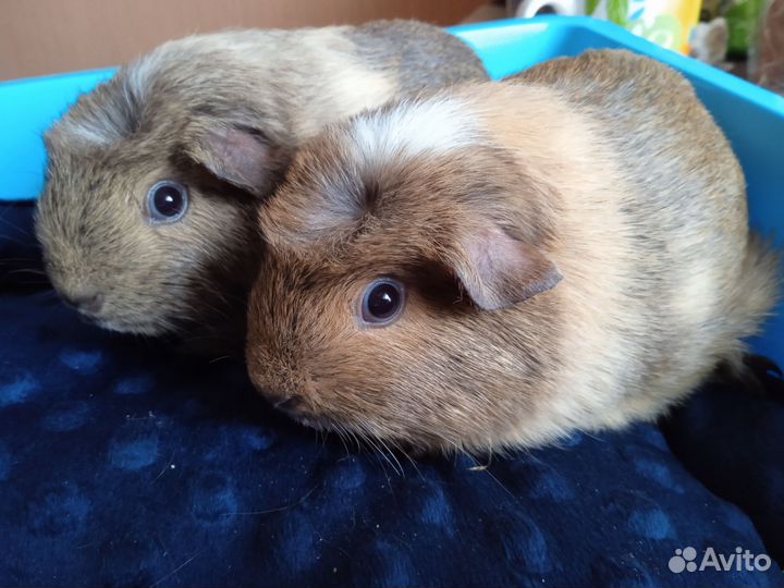 Морские свинки девочки