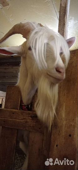 Вязка козёл заааненский