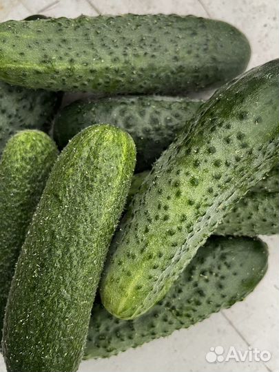 Огурцы свежие домашние