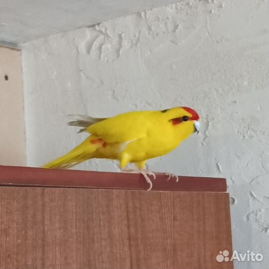 Попугай какарик