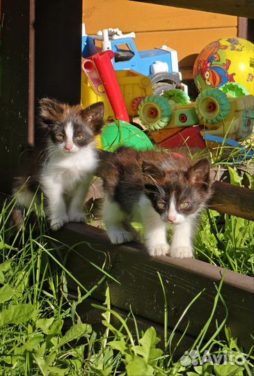 Котята в добрые руки