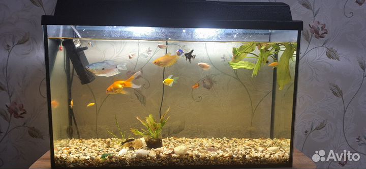 Аквариум