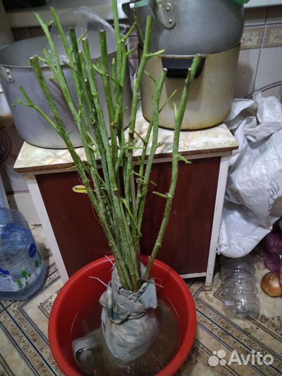 Малина ремонтантная жёлтая