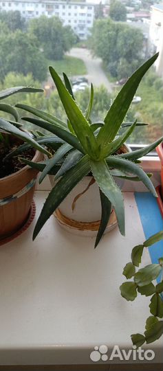 Алоэ вера лечебный, 2х летний