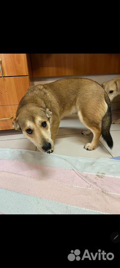 Собака друг человека